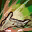 icon skill1474
